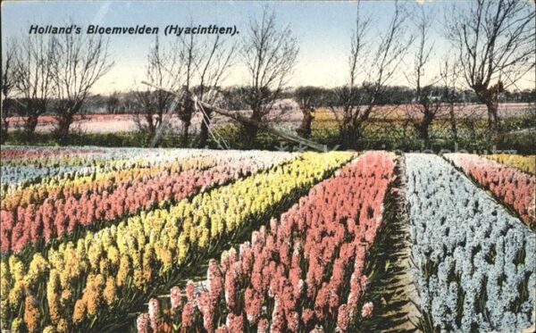Blumen Hyacinthen Blumenfeld Holland