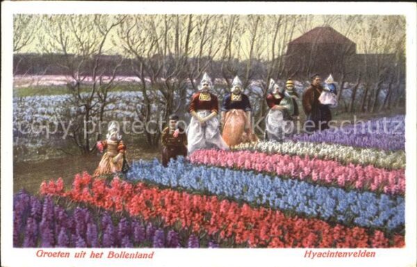 Blumen Hyacintenvelden Holland Trachten