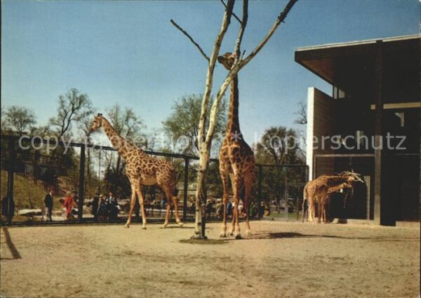 Giraffe Zoo Bundesgartenschau Karlsruhe