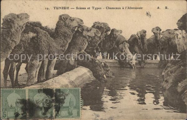 Scenes et Types Nr. 19 Tunisie Chameaux Abreuvoir Kamele Tr
