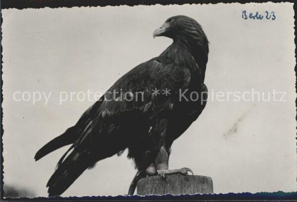 Adler Eagle Aigle Aguila Steinadler Berlebeck