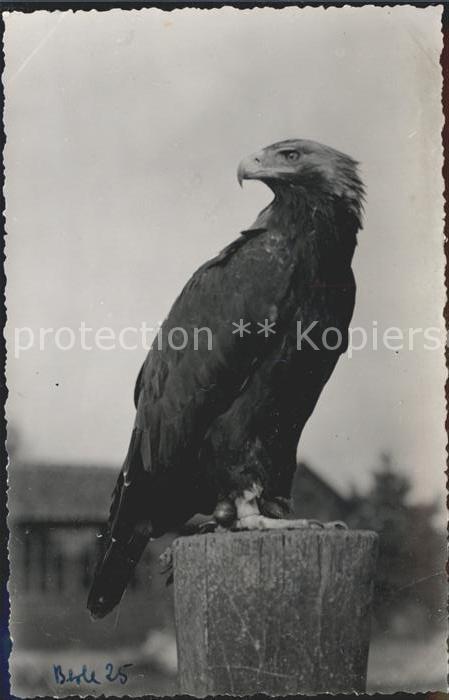 Adler Eagle Aigle Aguila Kaiseradler Berlebeck