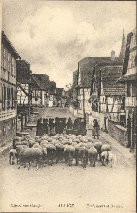 Schafe Alsace Elsass Strassenpartie