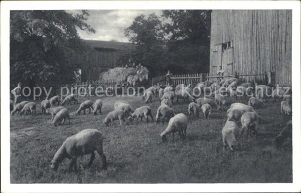 Schafe Gutshof Stegen Alsterdorfer Anstalten H