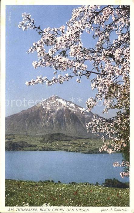 Foto Gaberell J. Nr. 10420 Thunersee Niesen