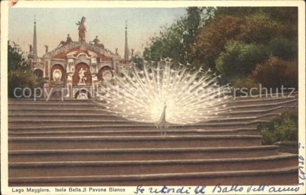 Voegel Weisser Pfau Lago Maggiore Isola Bella