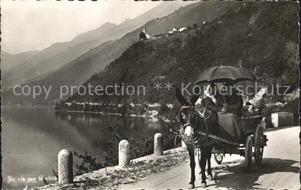 Esel Tiere Eselkutsche Tessin Ticino
