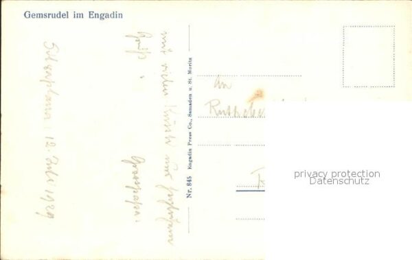 Gemse Gemsrudel Engadin – Bild 2