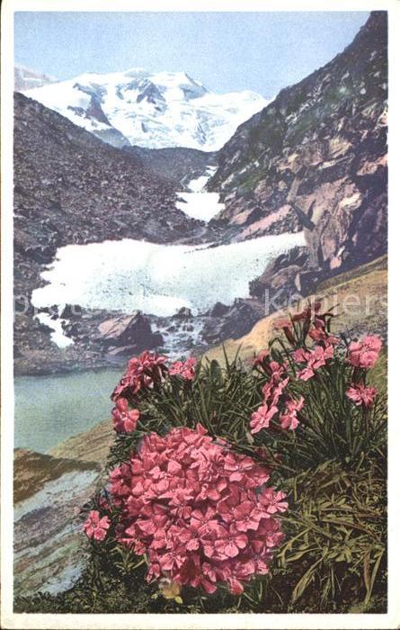Blumen Gletschernelke Engadin Verlag-Photochro