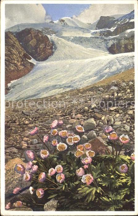 Blumen Gletscher-Hahnenfuss Engadin Verlag-Pho
