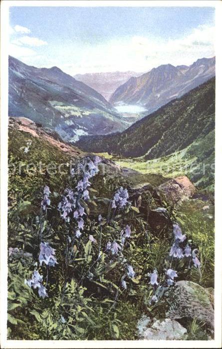 Blumen Bärtige Glockenblume Alp Grüm Verlag-Ph