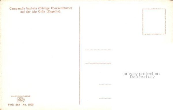 Blumen Bärtige Glockenblume Alp Grüm Verlag-Ph – Bild 2