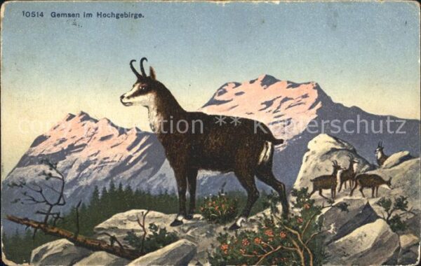 Gemse Hochgebirge