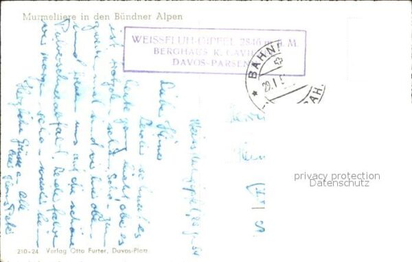 Murmeltier Bündner Alpen – Bild 2