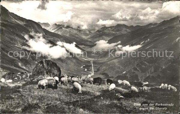 Schafe Furkastrasse Oberalp