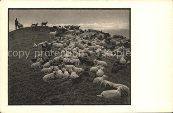 Schafe Hirte Girenspitze