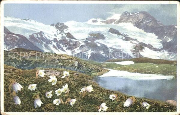 Blumen Frühlingskuhschelle Pelzanemone Engadin