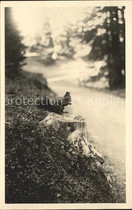 Eichhoernchen Arosa Aroser-Wald
