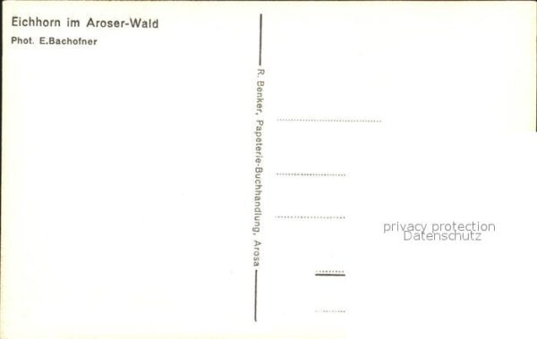 Eichhoernchen Arosa Aroser-Wald – Bild 2