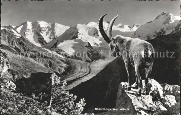 Steinbock Albris