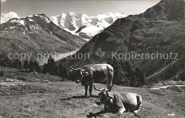 Kuehe Höhenweg Piz Palü