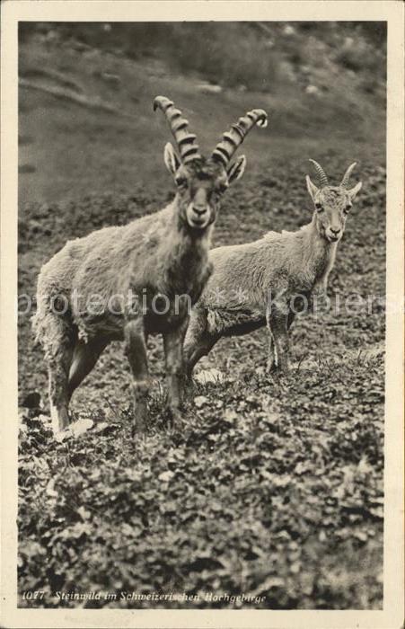Steinbock Hochgebirge Schweiz