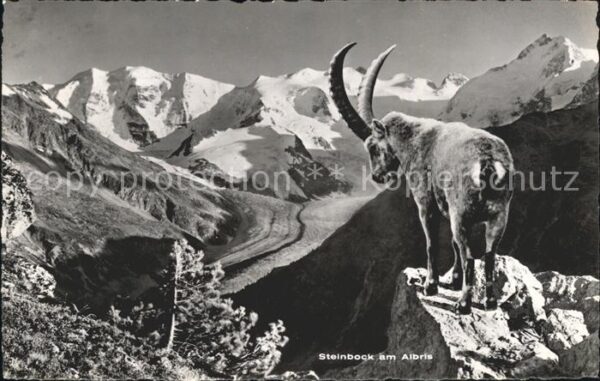 Steinbock Albris