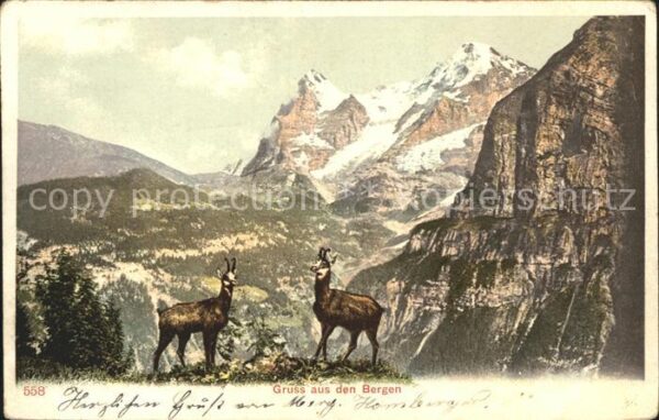 Gemse Berge Wallenstadt
