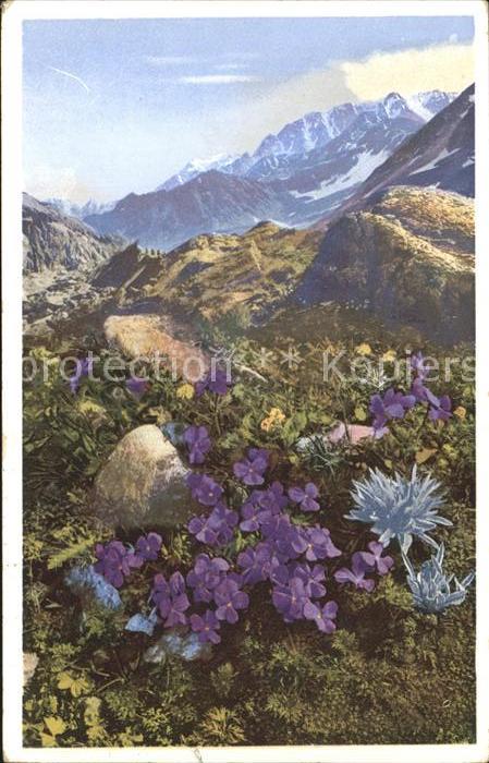 Blumen Gesporntes Veilchen Gross St. Bernhard