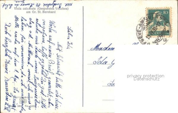 Blumen Gesporntes Veilchen Gross St. Bernhard – Bild 2