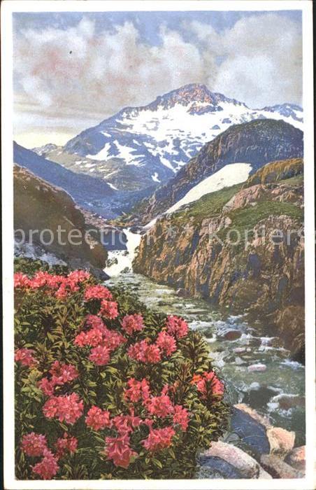 Blumen Alpenrose Gross St. Bernhard