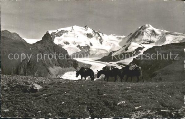 Esel Tiere Zermatt Schwarzsee Monte Rosa Lyskamm