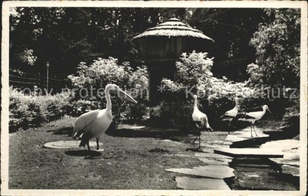 Storch Pelikan Voliere Stadtpark St. Gallen