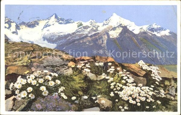 Blumen Alpen-Wucherblume Riffelberg Zermatt