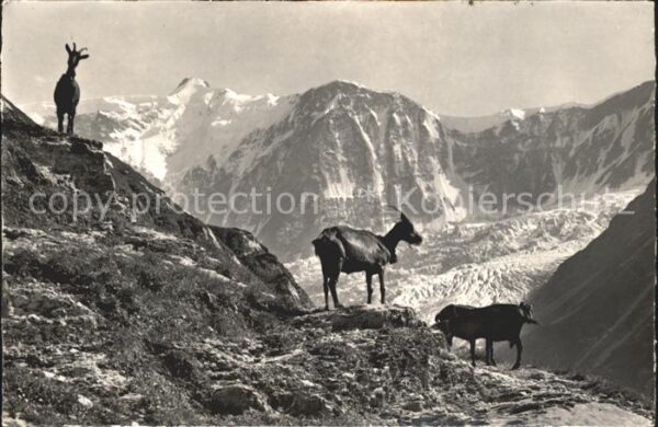 Ziege Steinbock Grindelwald Fiescherwand