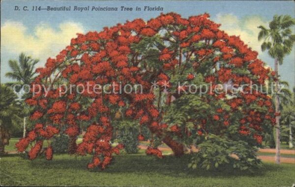 Baeume Trees Royal Poinciana Tree Florida