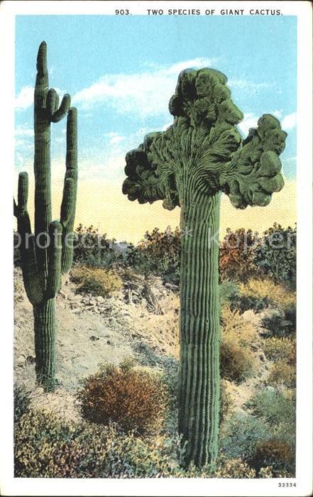 Kakteen Two species of Giant Cactus