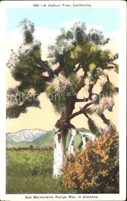 Baeume Trees Joshua Tree California San Bernardino R