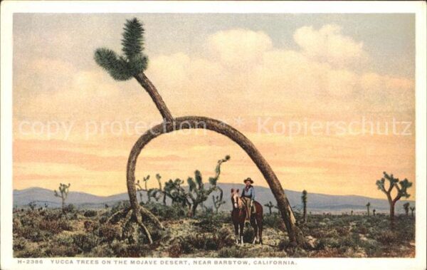 Kakteen Yucca Trees Mojave Desert California