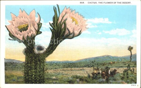 Kakteen Cactus Flower Desert