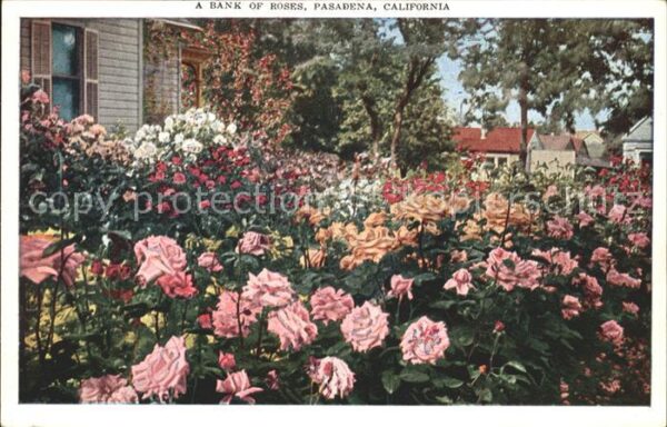 Rosen Bank of Roses Pasadena California