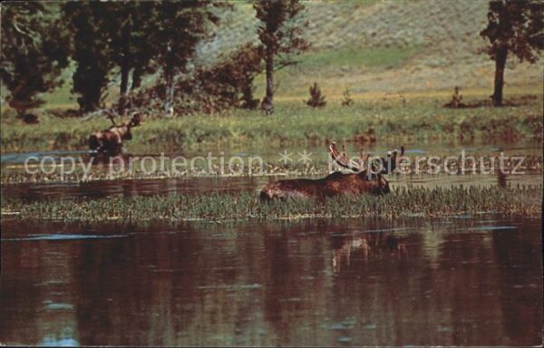 Elch Bull Moose