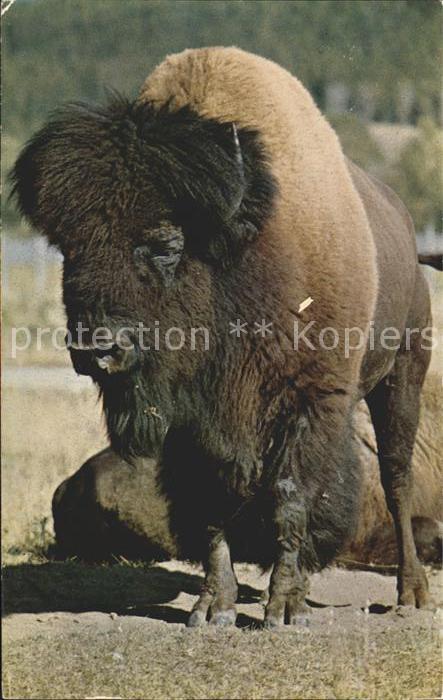 Tiere American Bison