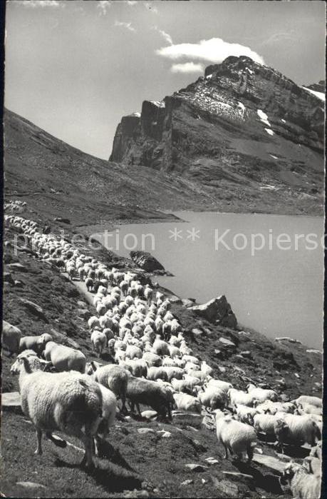 Schafe Schafherde Daubensee Gemmipass Daubenho