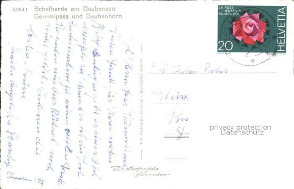 Schafe Schafherde Daubensee Gemmipass Daubenho – Bild 2