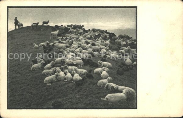 Schafe Herde Hirte
