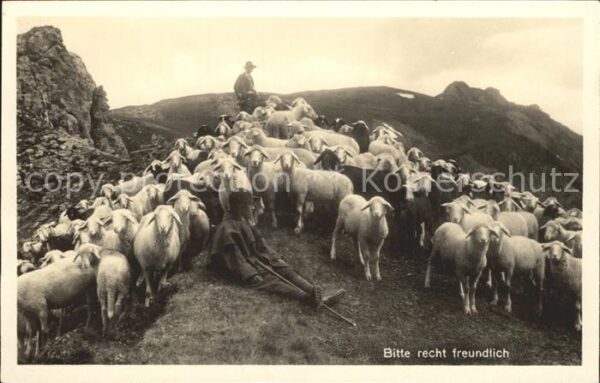 Schafe Schafherde Hirte