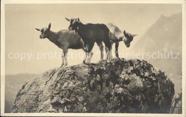 Ziege Foto-J.-Gaberell-Nr. 2172