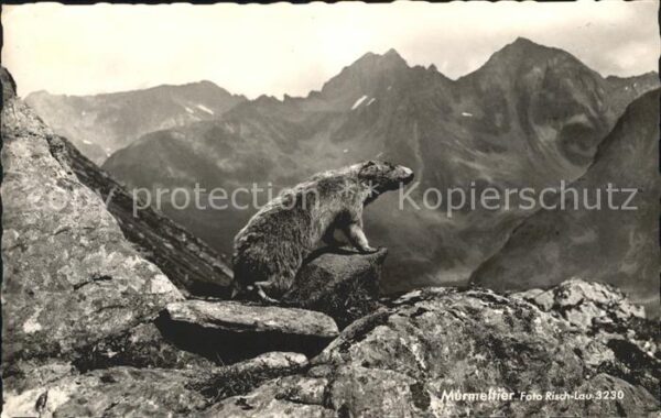 Murmeltier Foto-Risch-Lau-Nr. 3230