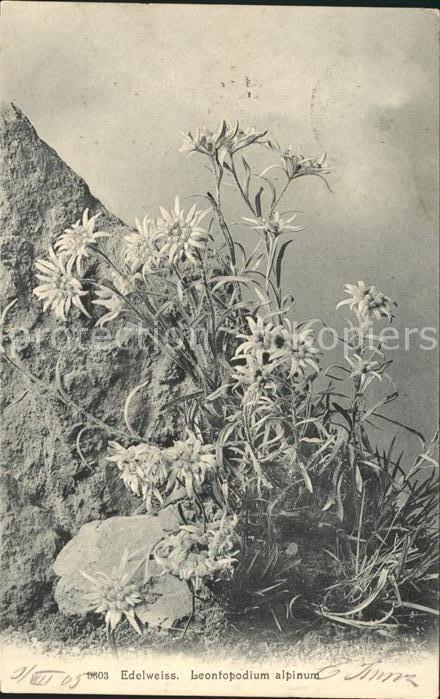 Edelweiss Leontopodium alpinum